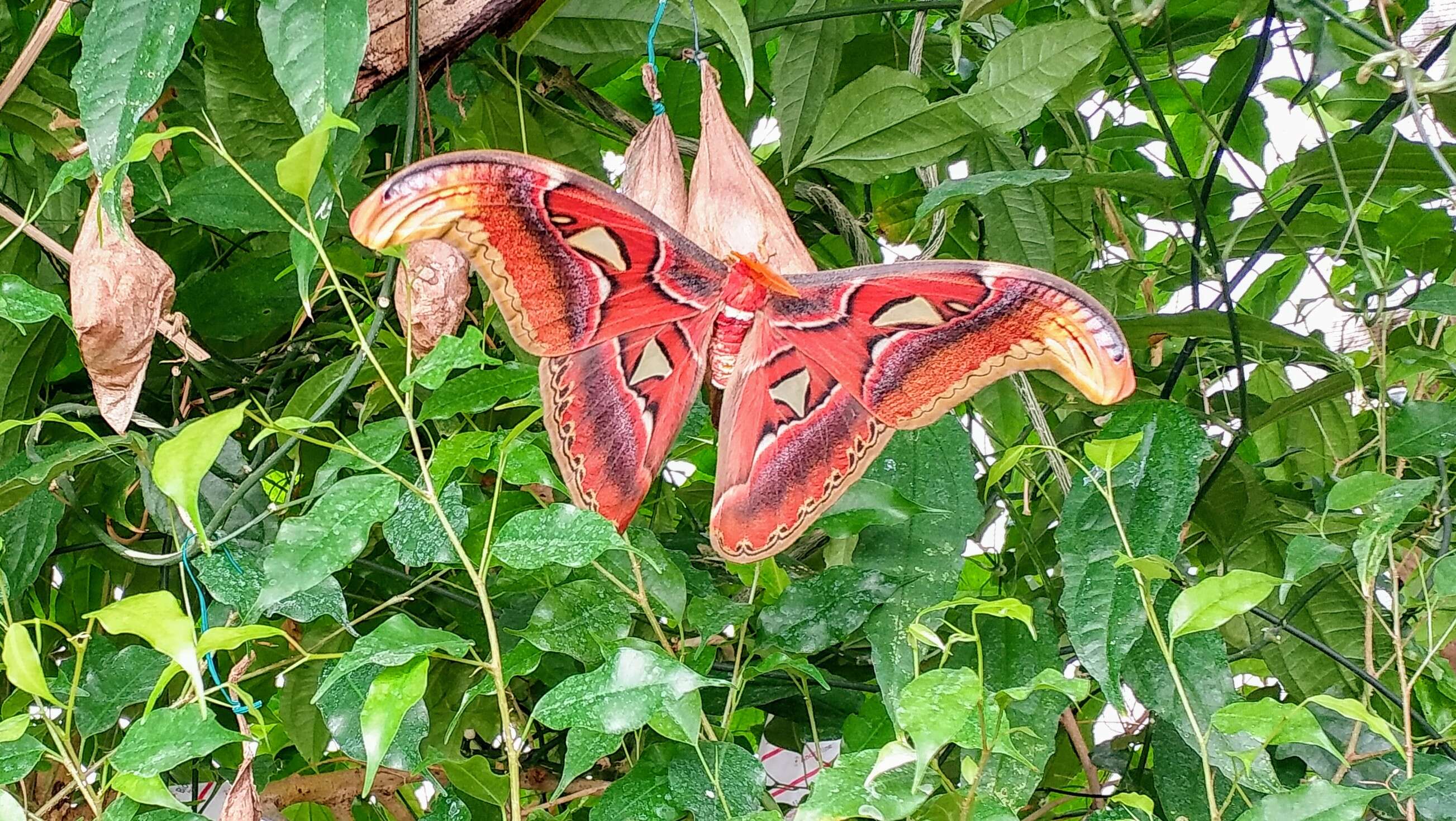 Image de Attacus atlas (Linnaeus 1758)