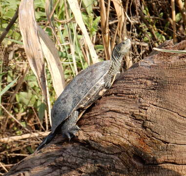 Image of Balkan pond turtle