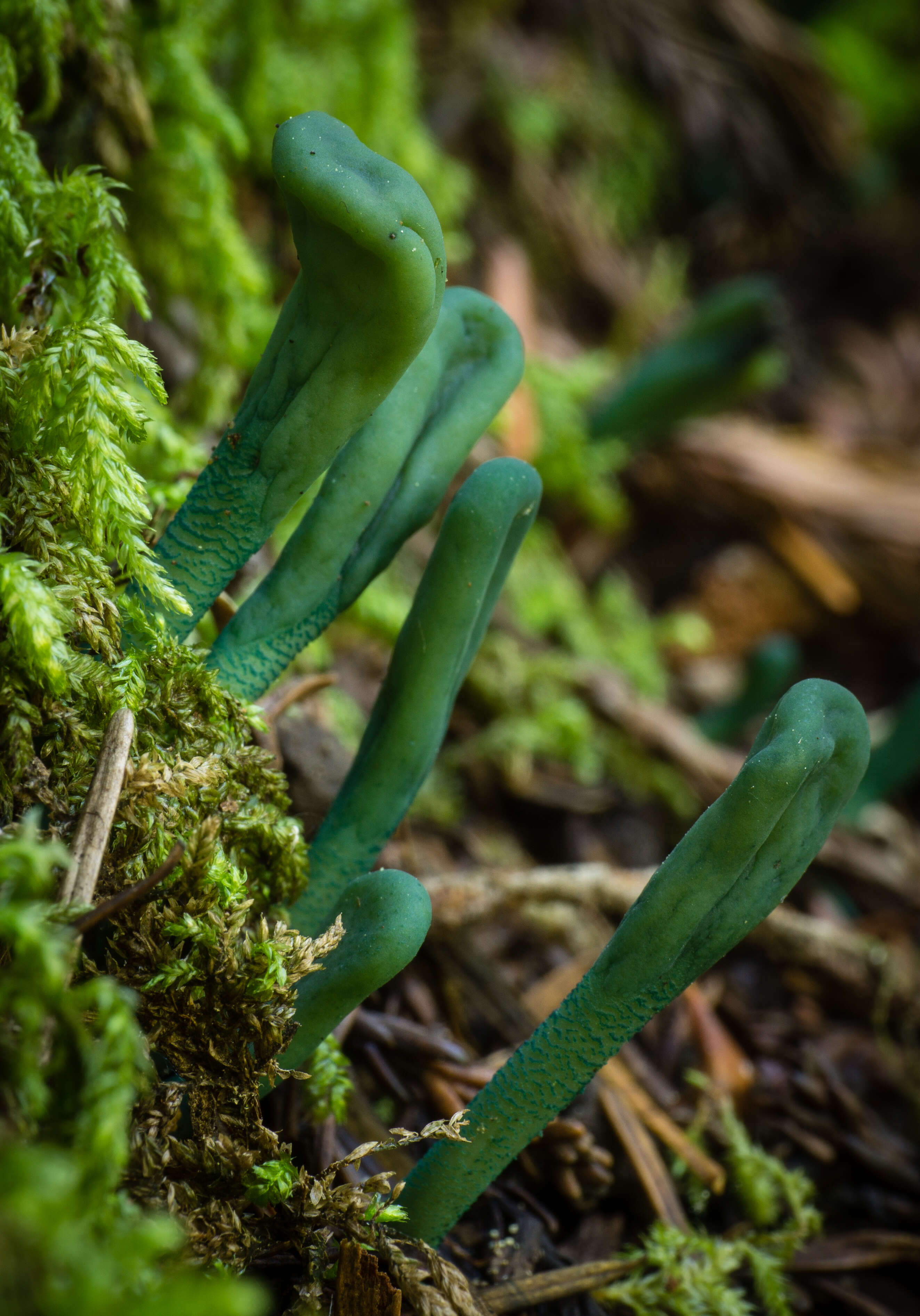 Image of green earth tongues