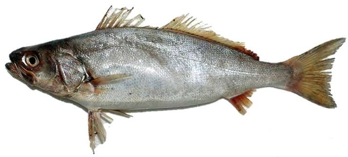 Image of Seabass