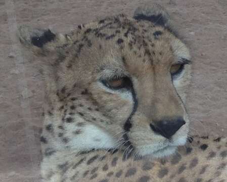 Image of Namibian cheetah