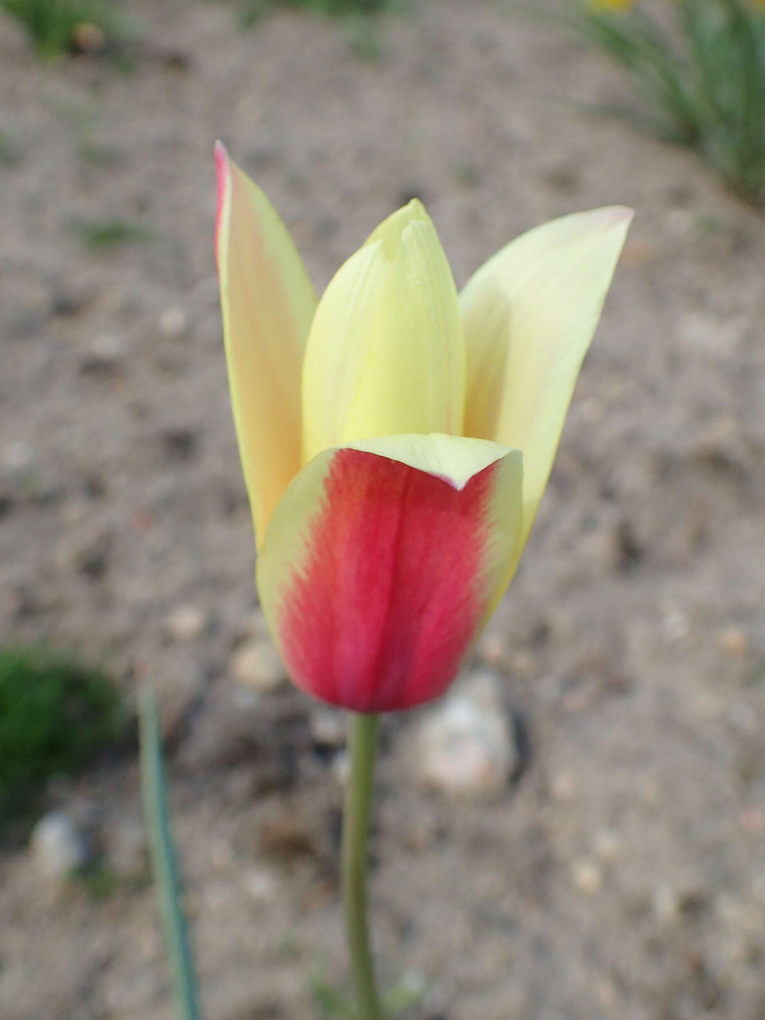 Image of lady tulip