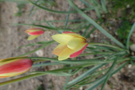 Image de Tulipa clusiana Redouté