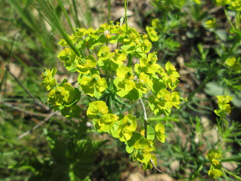 Image of Cypress Spurge