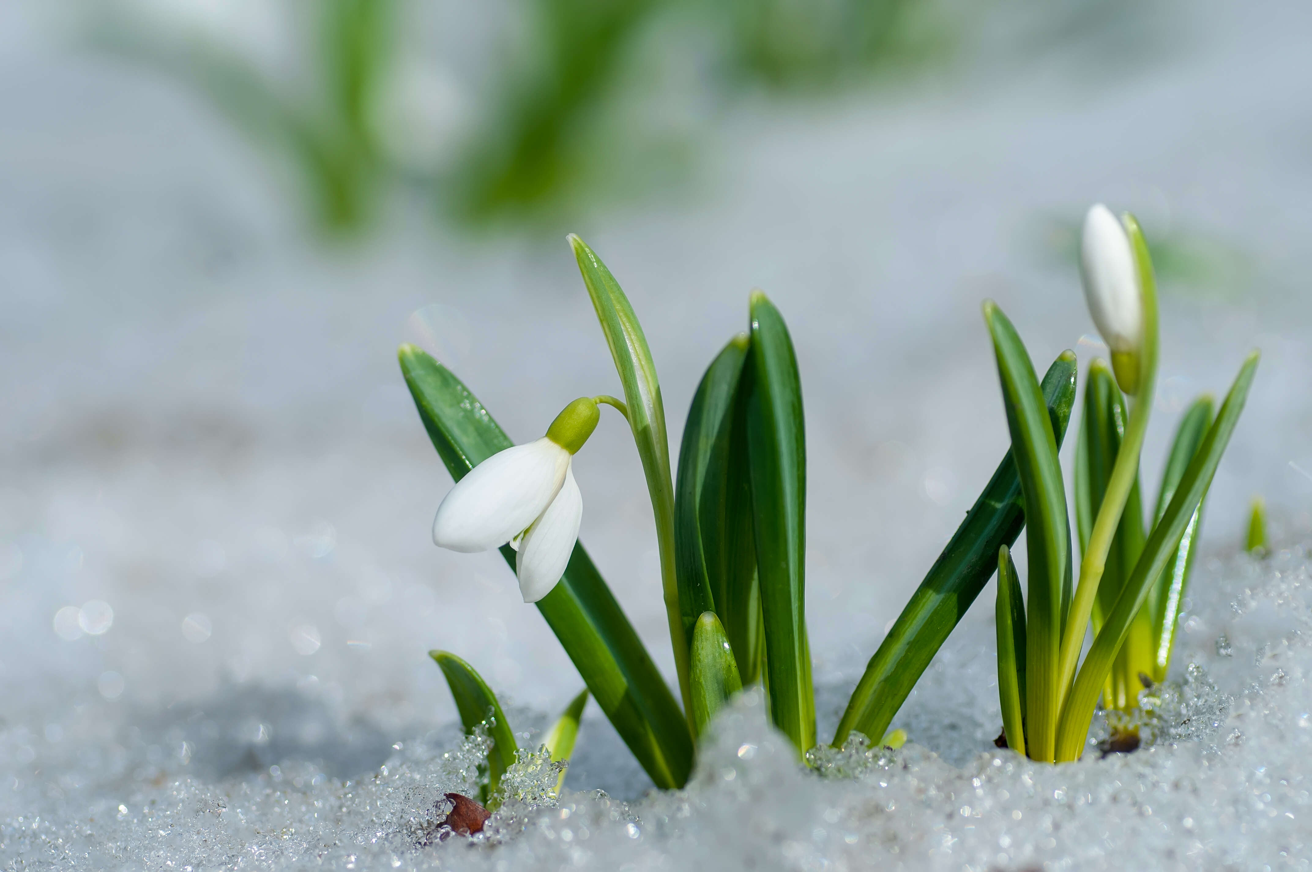 Image of Galanthus plicatus M. Bieb.