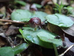 Image of Bristly helmet orchid