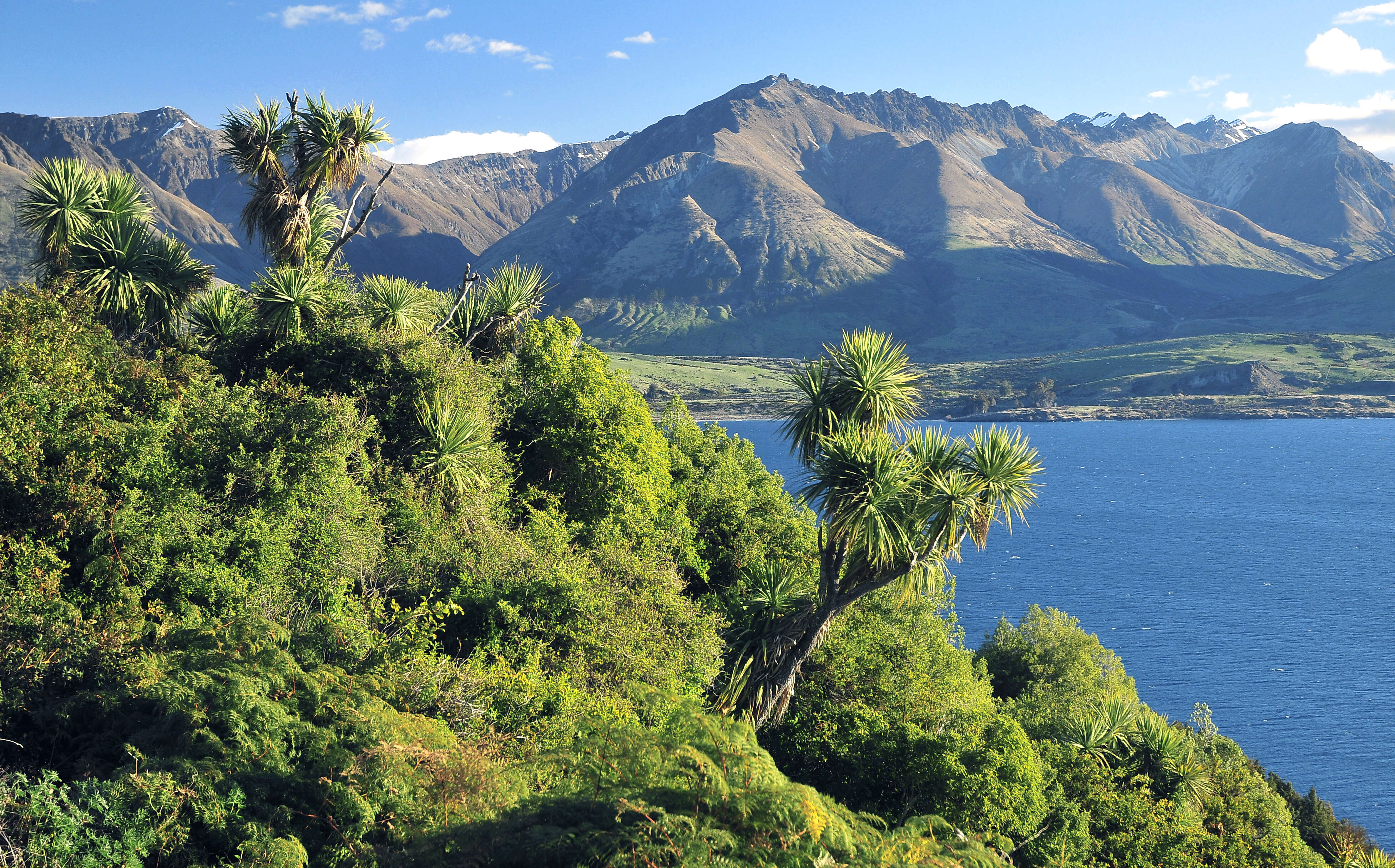 Image of cabbage tree