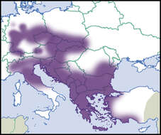 صورة Daudebardia rufa (Draparnaud 1805)