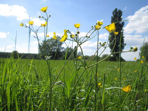 Image of common buttercup