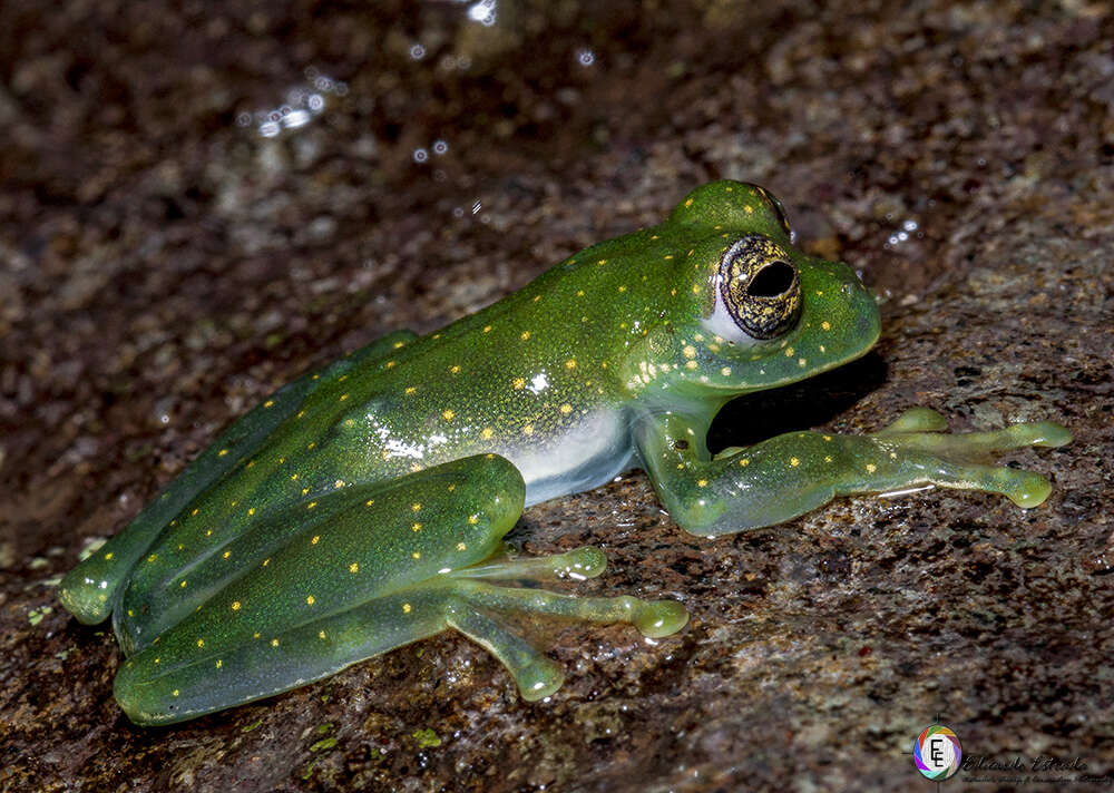 Image of Fleischmann's Glass Frog