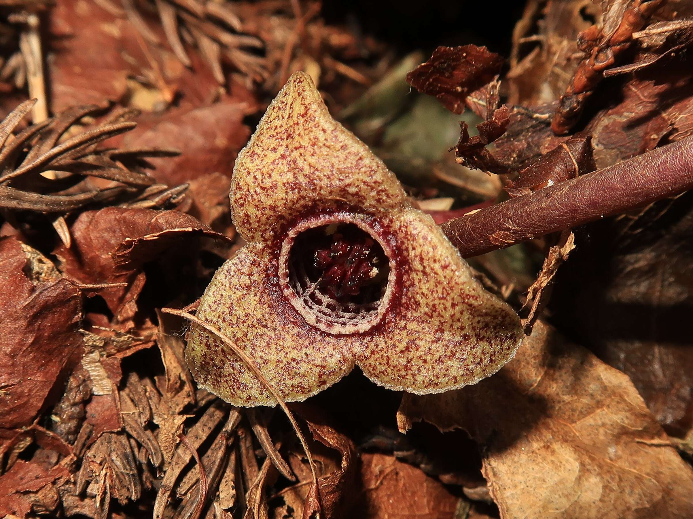 Image of Wild ginger