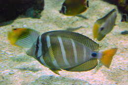Слика од Zebrasoma veliferum (Bloch 1795)