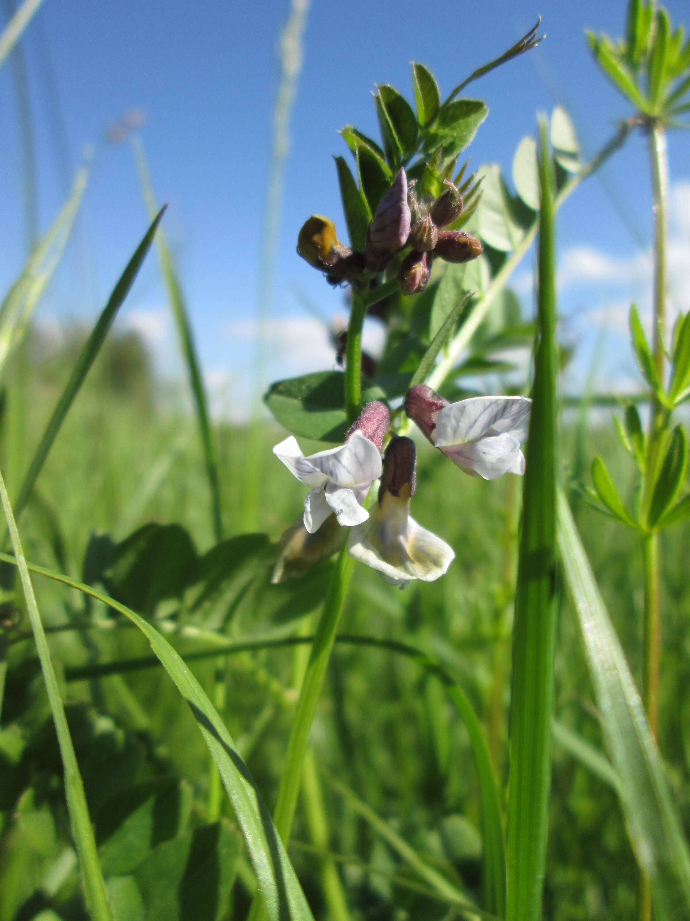 Image of bush vetch