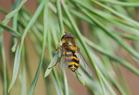 Plancia ëd Syrphus ribesii (Linnaeus 1758)