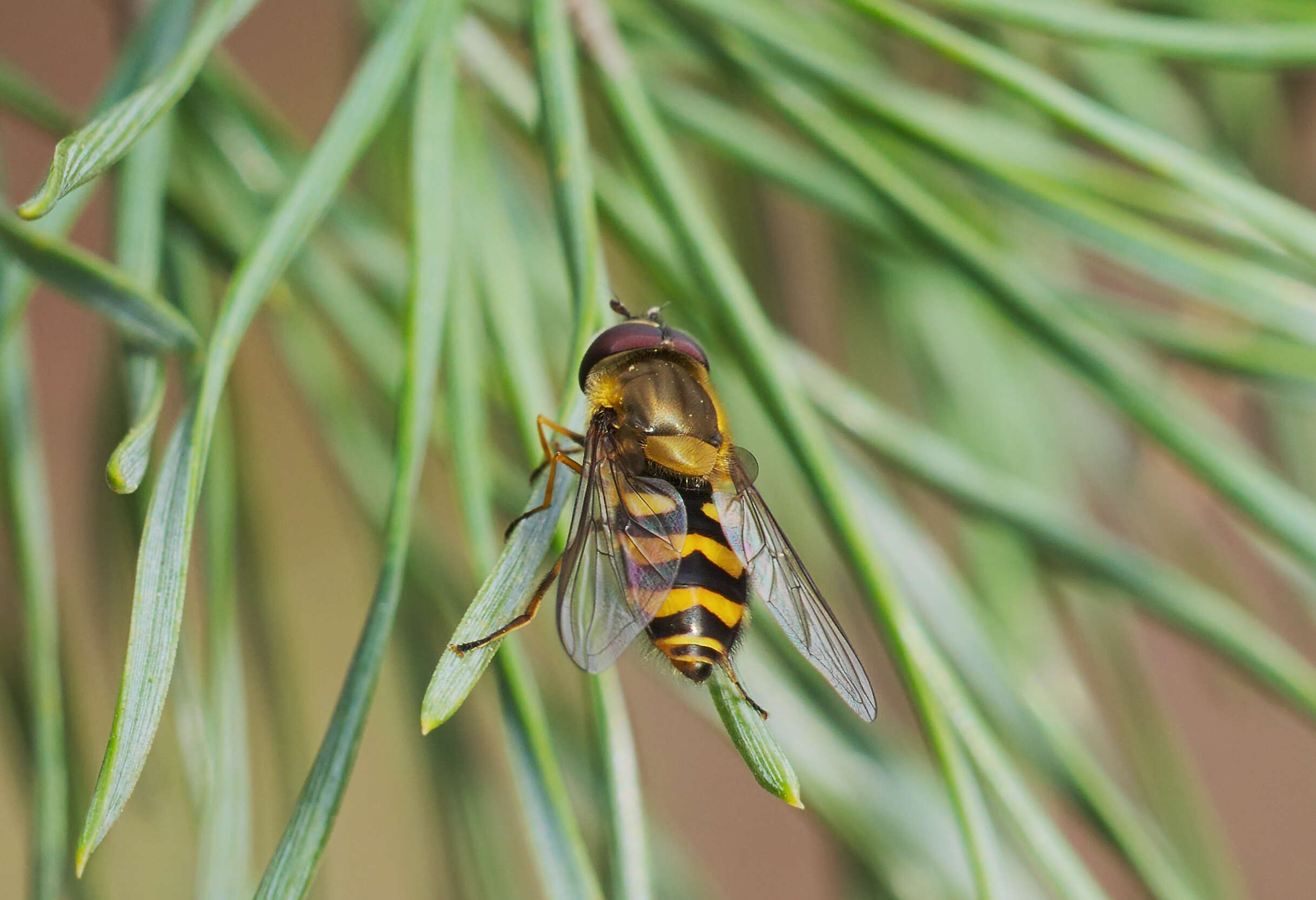 Plancia ëd Syrphus ribesii (Linnaeus 1758)