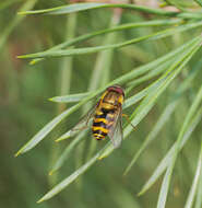 Plancia ëd Syrphus ribesii (Linnaeus 1758)