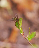 Plancia ëd Syrphus ribesii (Linnaeus 1758)