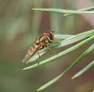 Plancia ëd Syrphus ribesii (Linnaeus 1758)