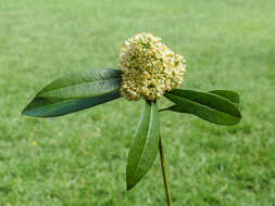 Imagem de Skimmia