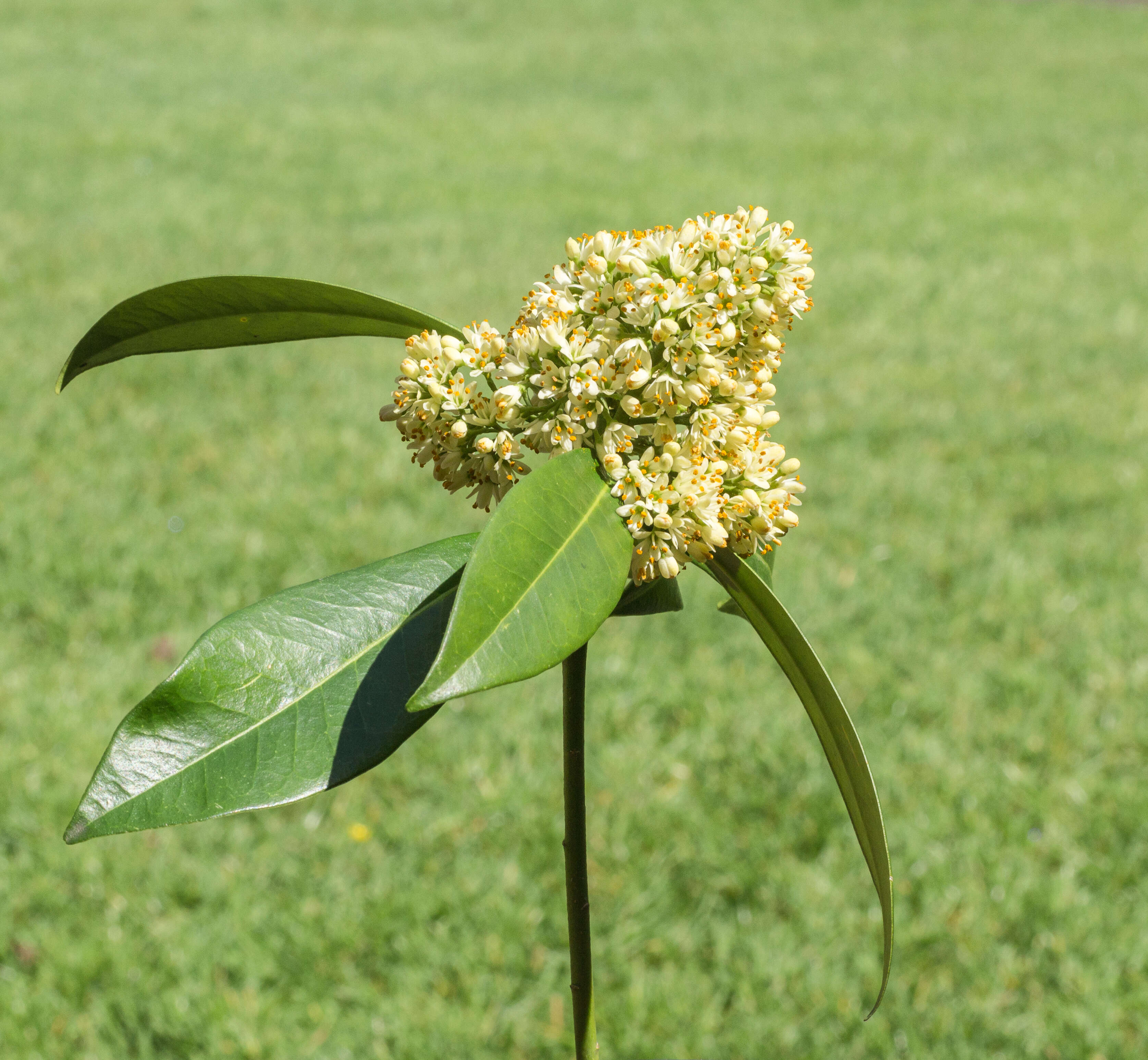 Image of Skimmia