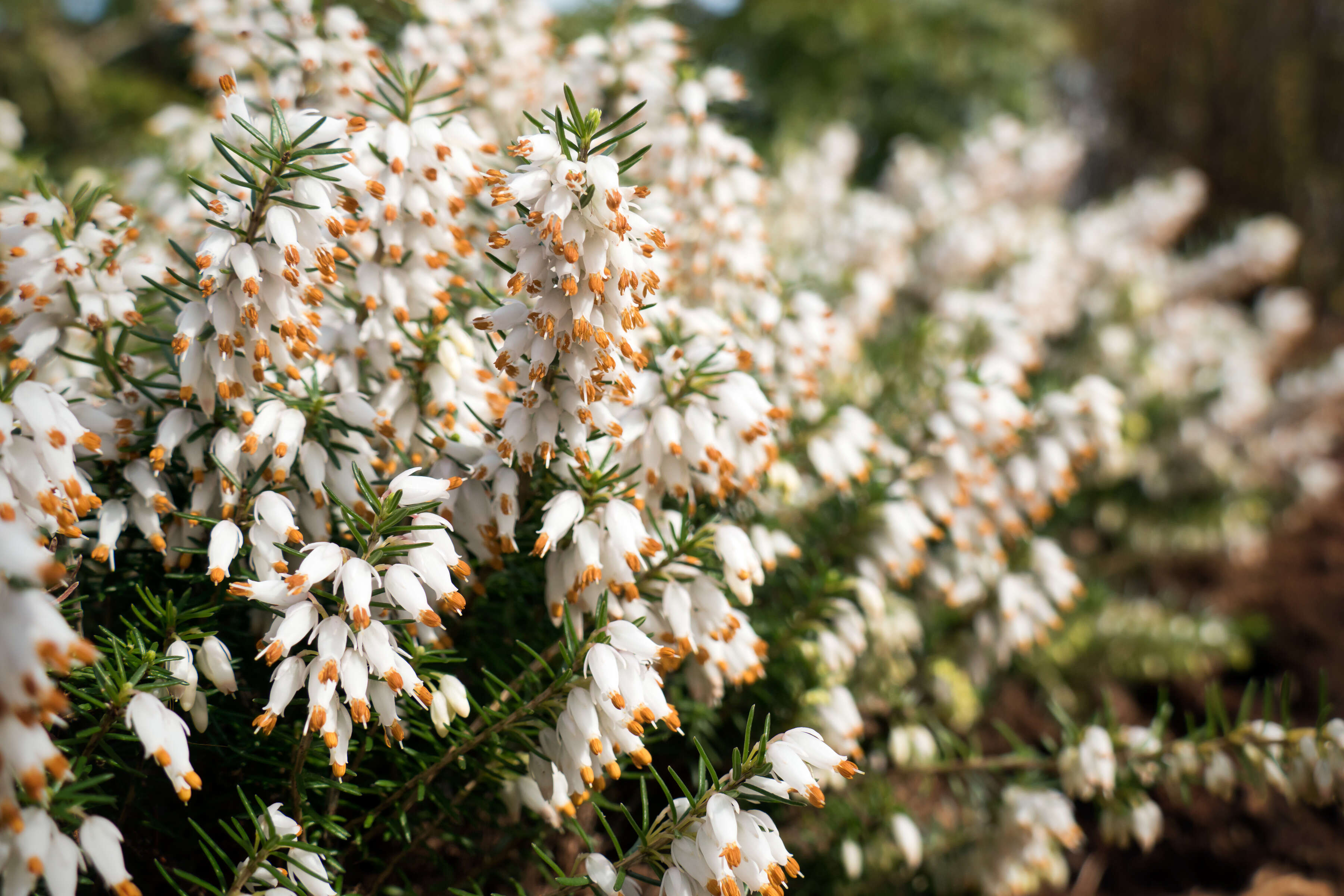 Imagem de Erica carnea L.