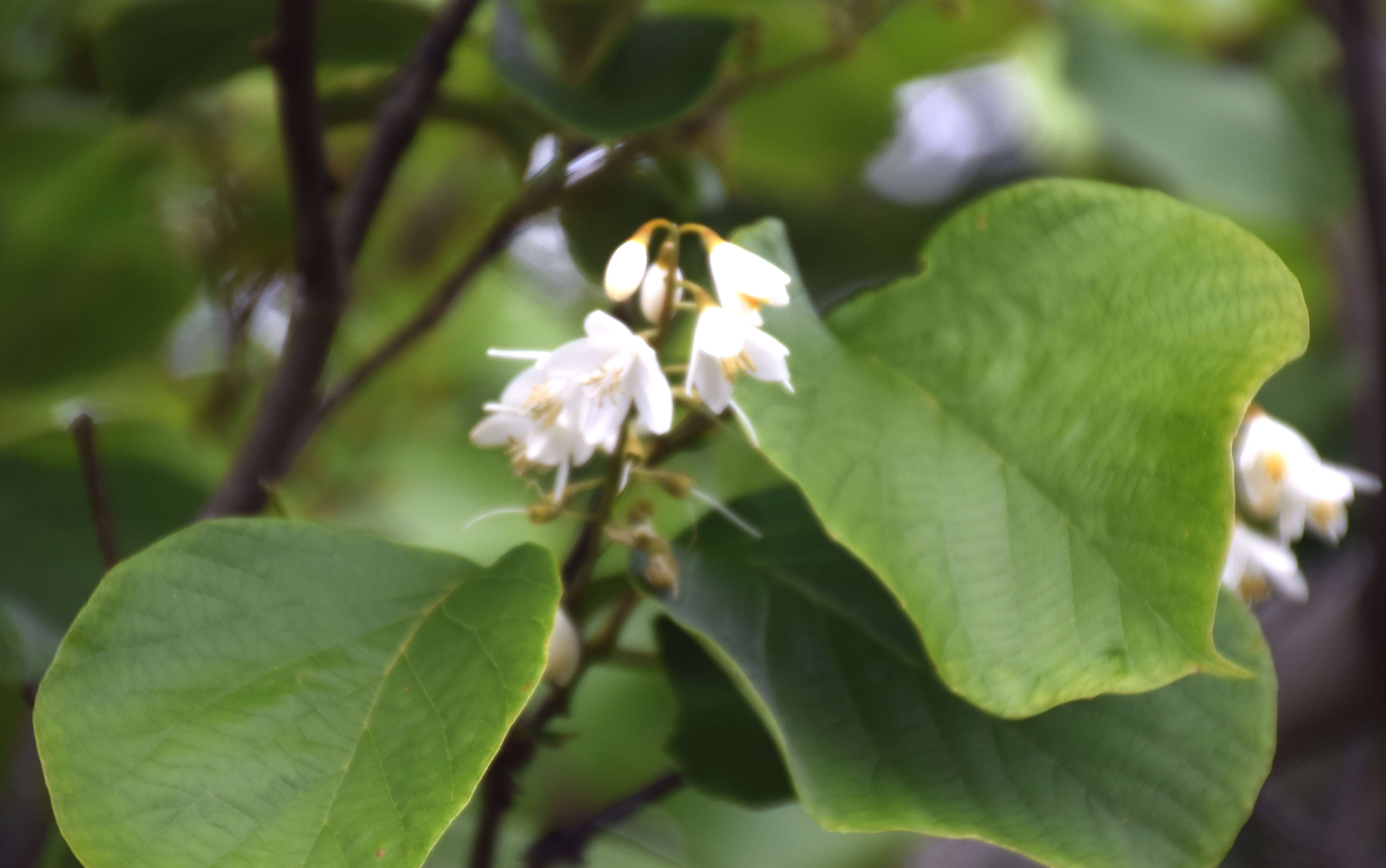 Plancia ëd Styrax obassia Siebold & Zucc.