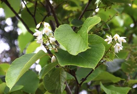 Plancia ëd Styrax obassia Siebold & Zucc.