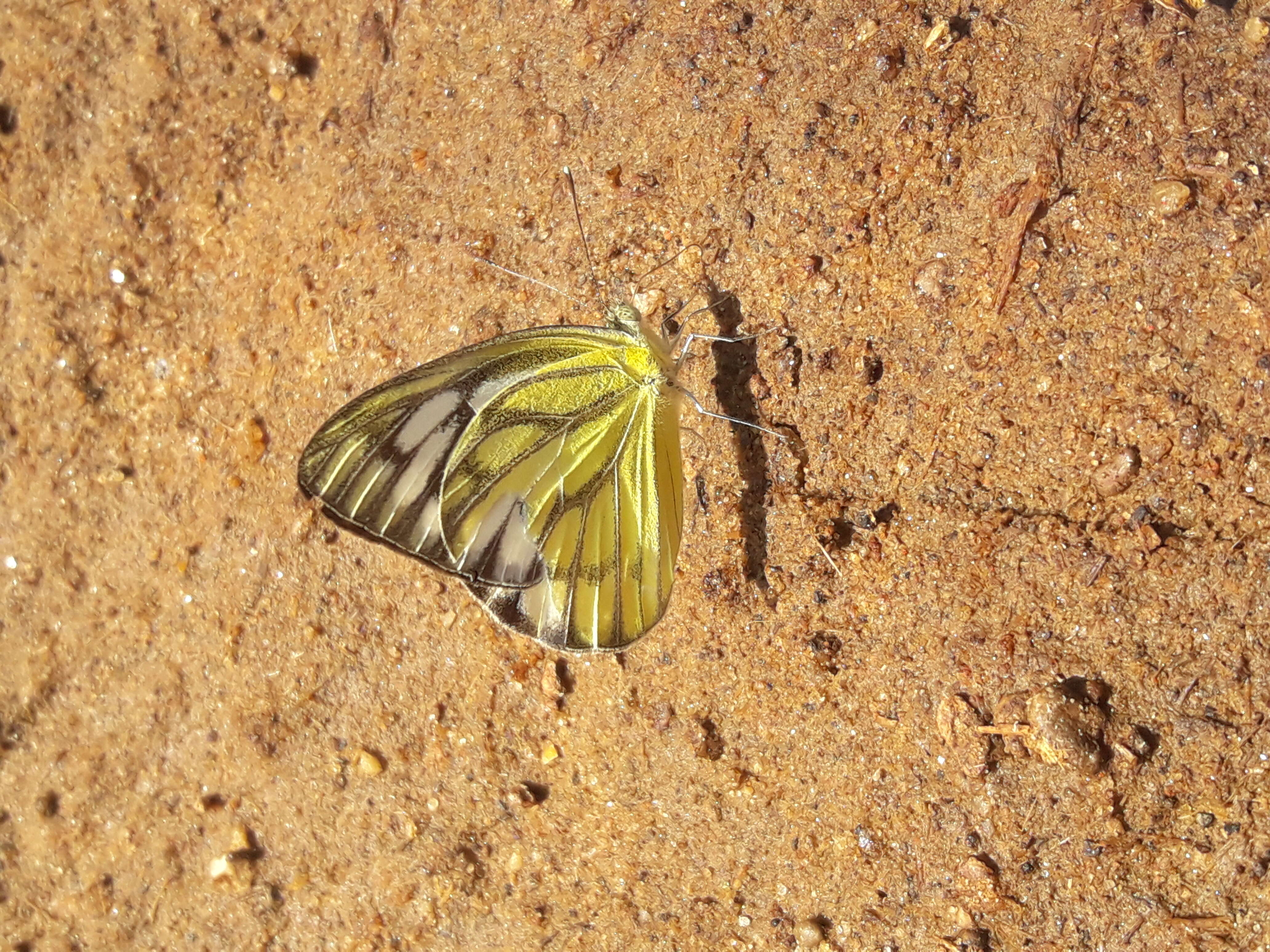 Image of Cepora nerissa (Fabricius 1775)