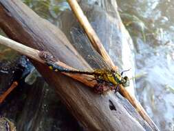 Image of Club-tailed Dragonfly