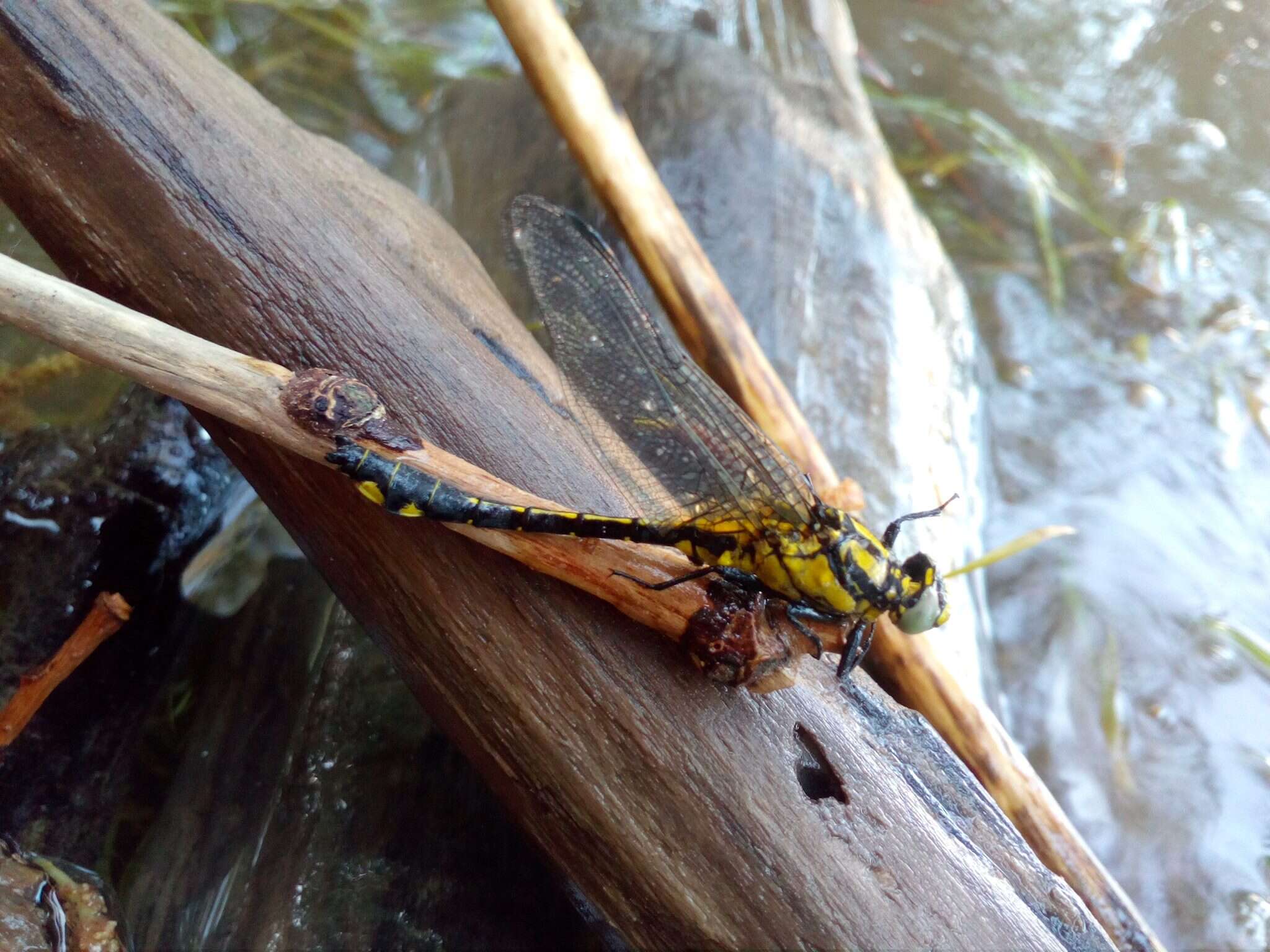 Image of Club-tailed Dragonfly