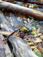 Image of Club-tailed Dragonfly