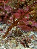 Image of Delicate ghost pipefish