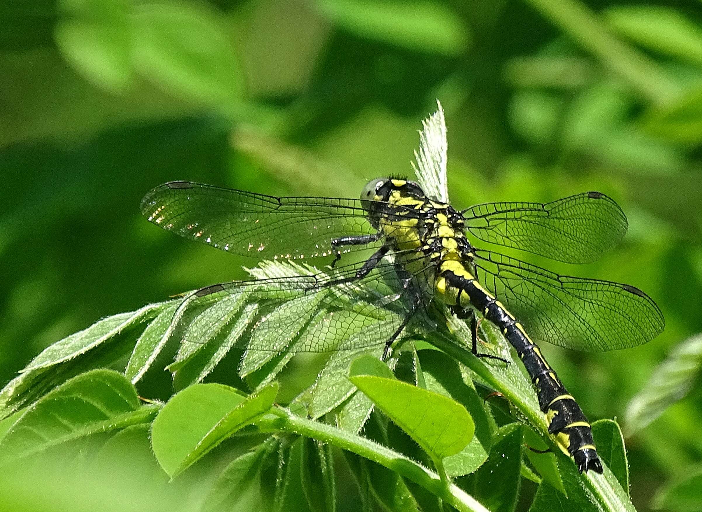 Image of Club-tailed Dragonfly