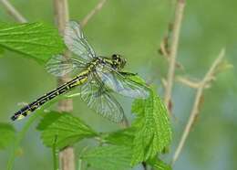 Image of Club-tailed Dragonfly