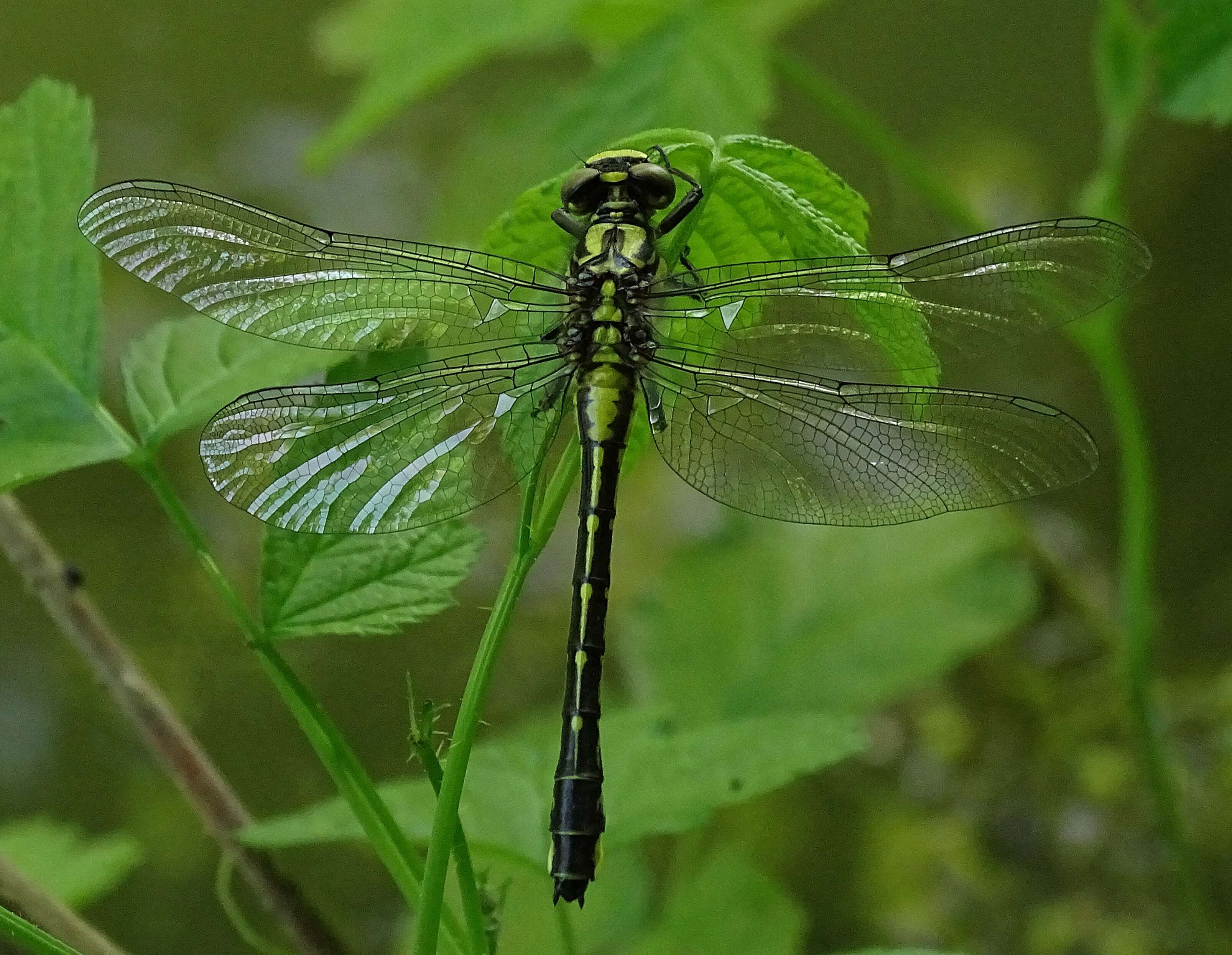 Image of Club-tailed Dragonfly