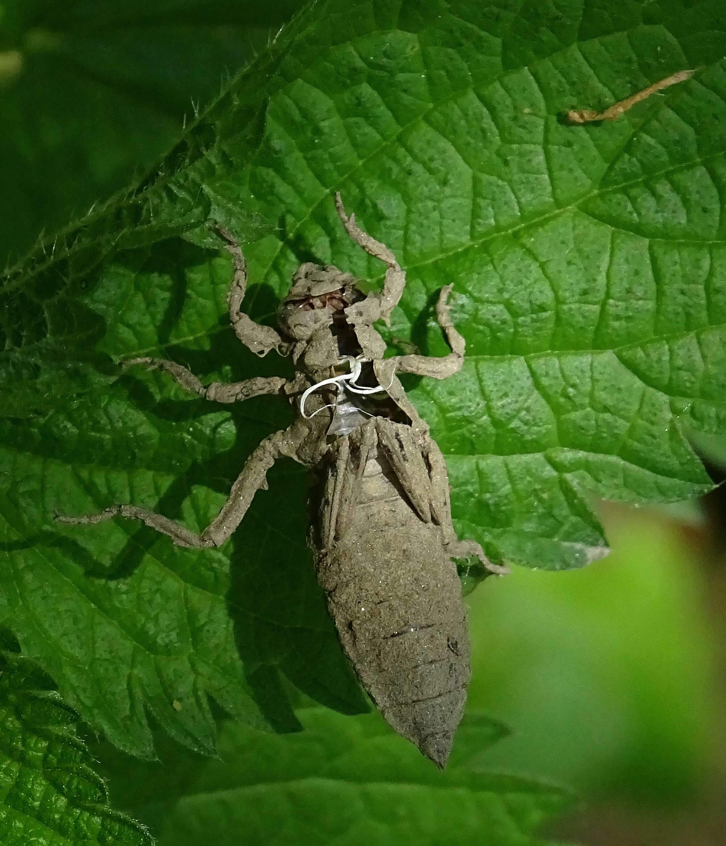 Image of Club-tailed Dragonfly