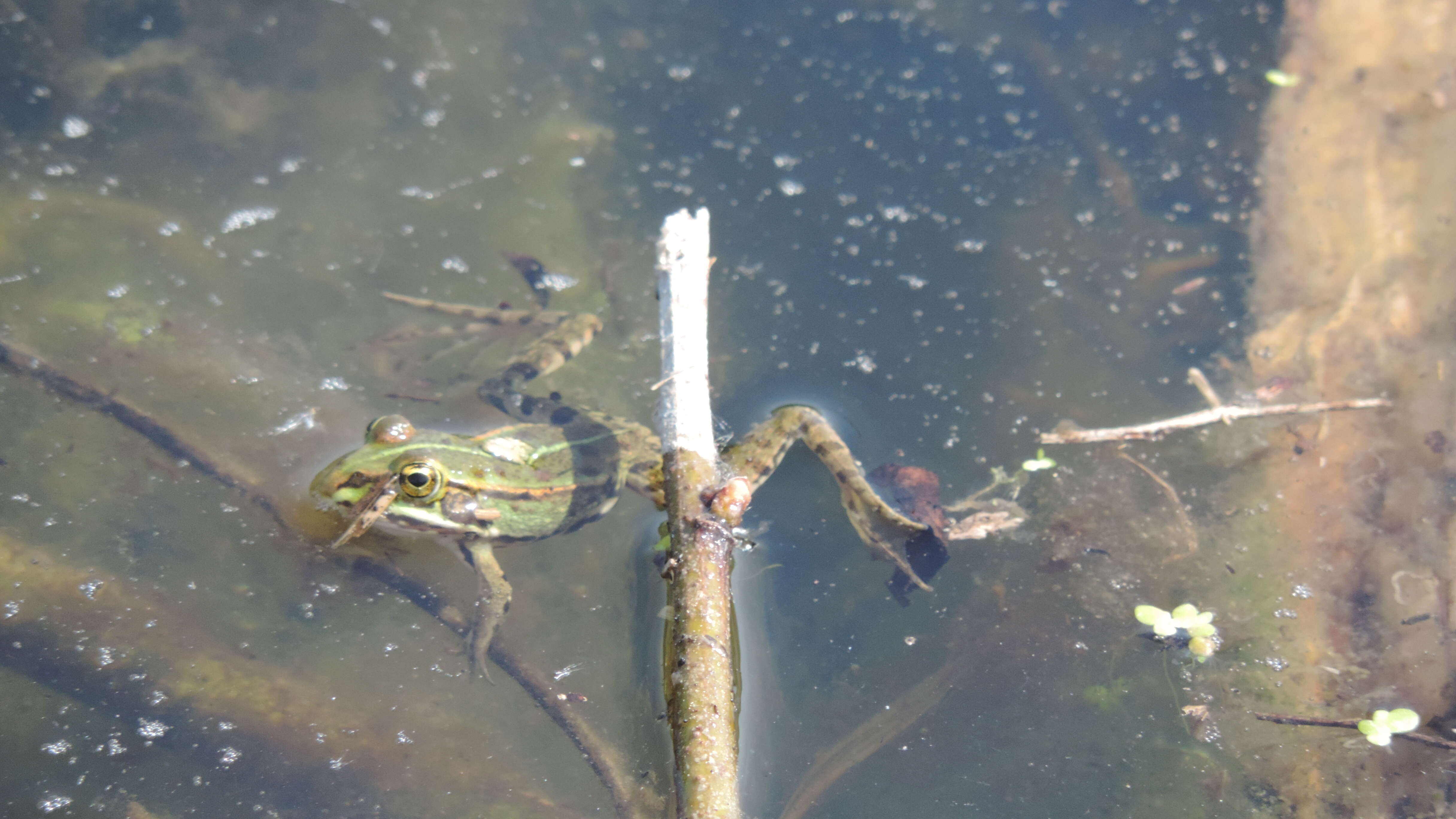 Image of Eurasian Marsh Frog