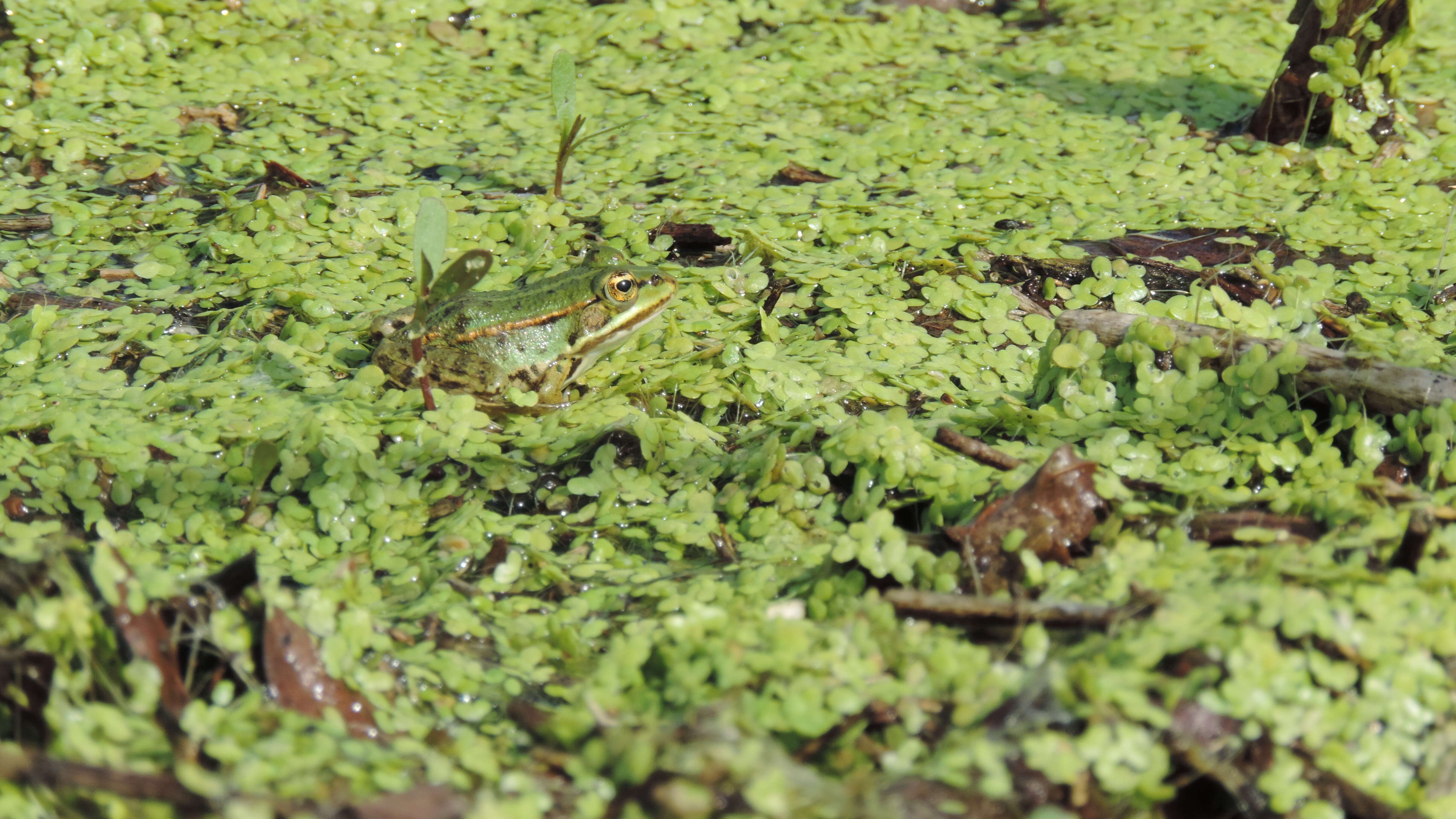 Image of Eurasian Marsh Frog