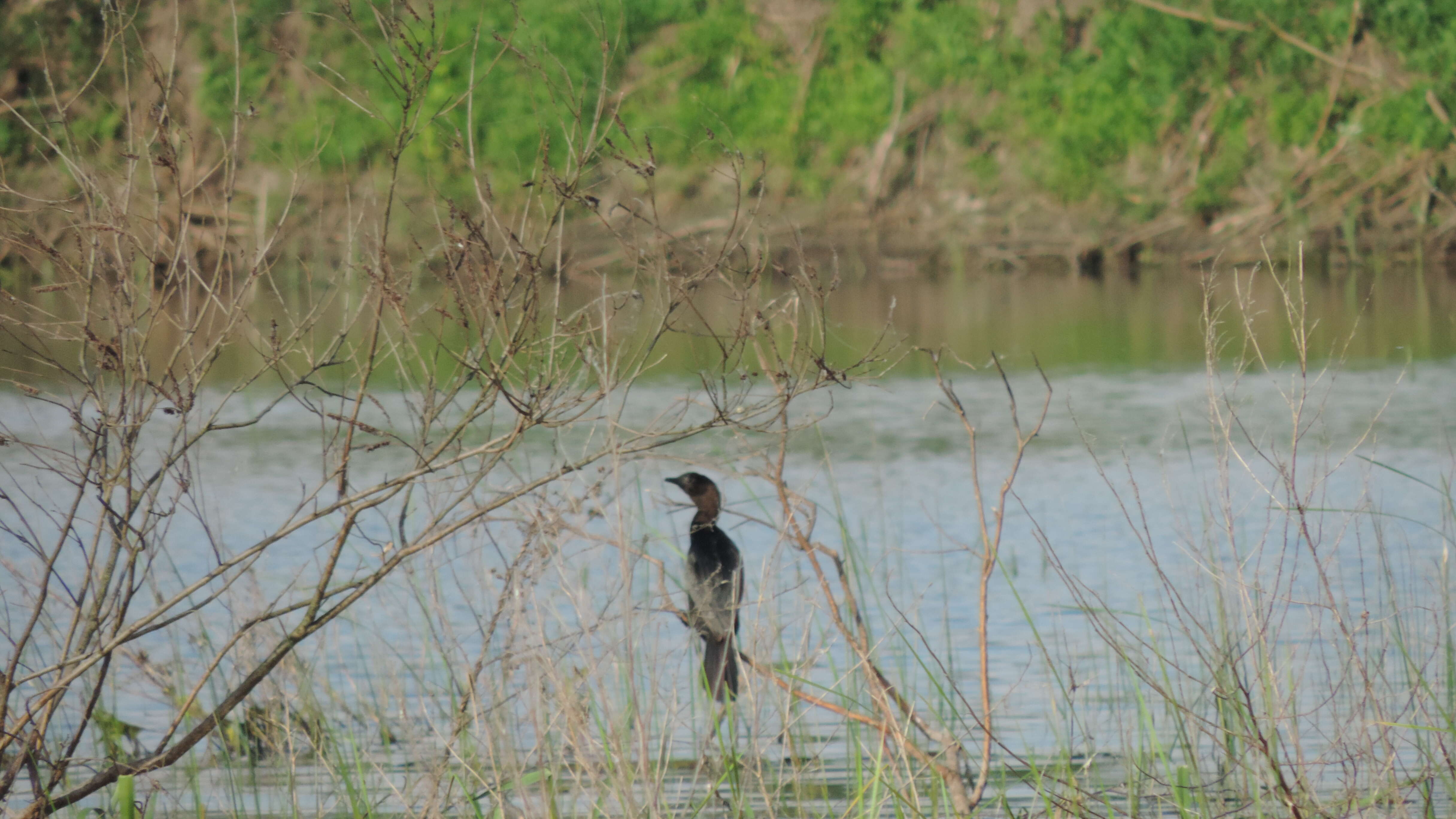 Image of Pygmy Cormorant