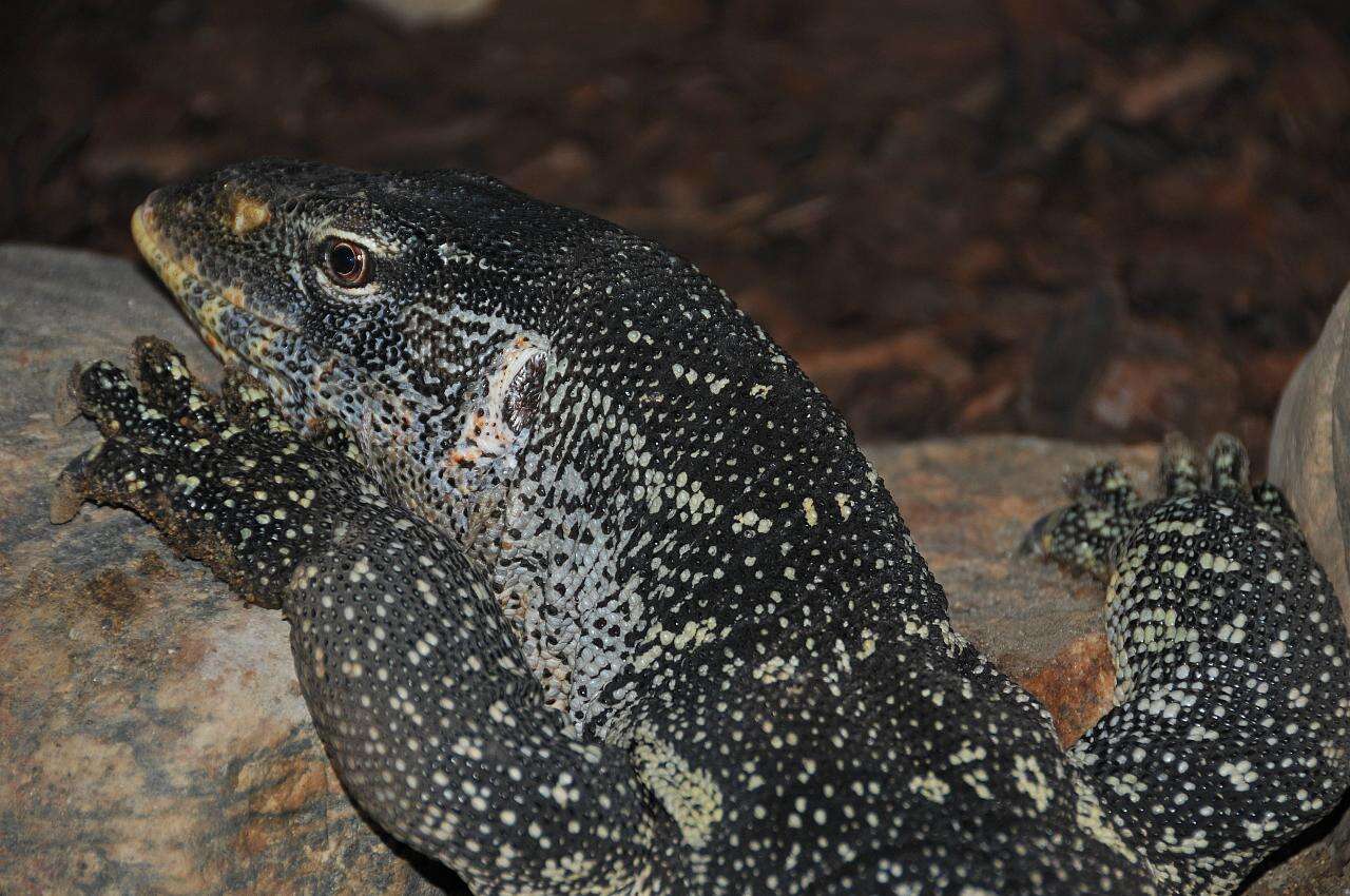 Image of Ornate monitor