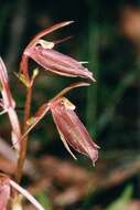 Image of Large gnat orchid