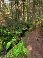 Image of ostrich fern