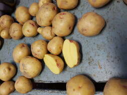 Image de patate