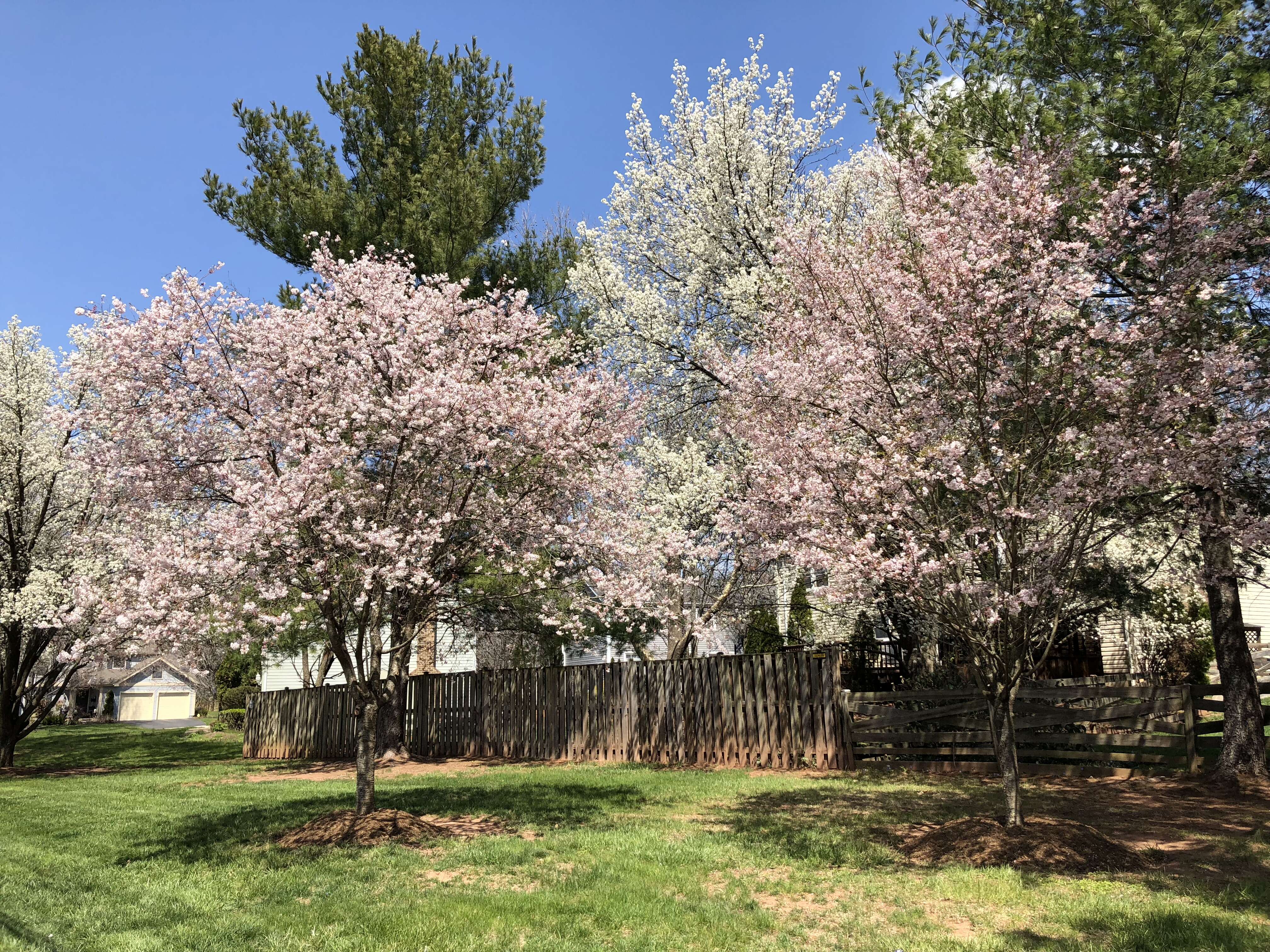 Plancia ëd Prunus subhirtella Miq.