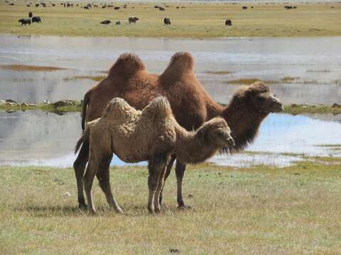 Image of Bactrian camel