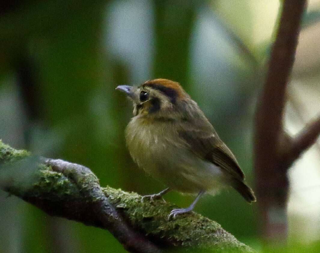 Platyrinchus coronatus Sclater & PL 1858的圖片