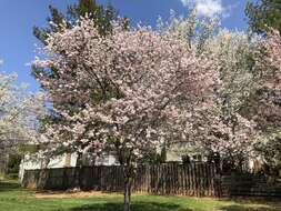 Plancia ëd Prunus subhirtella Miq.