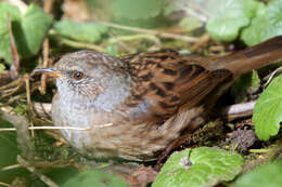 Image of Dunnock