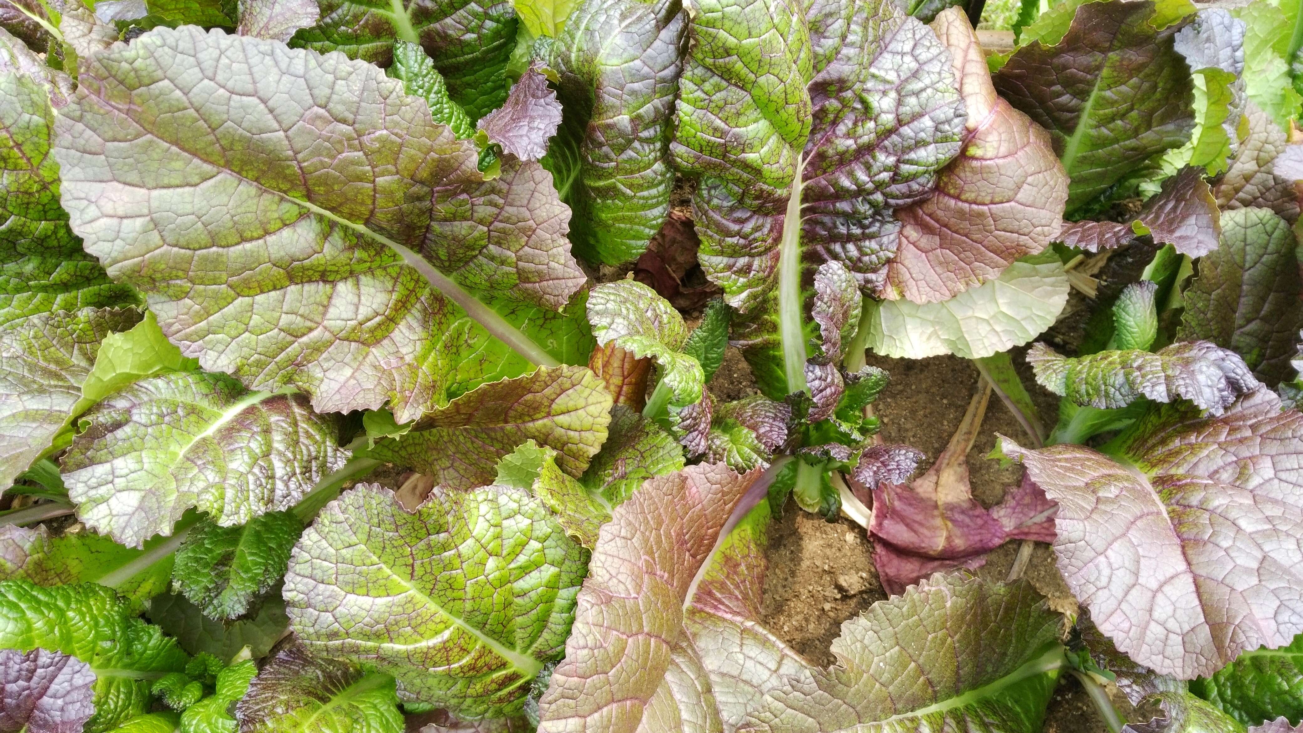 Image of Chinese mustard