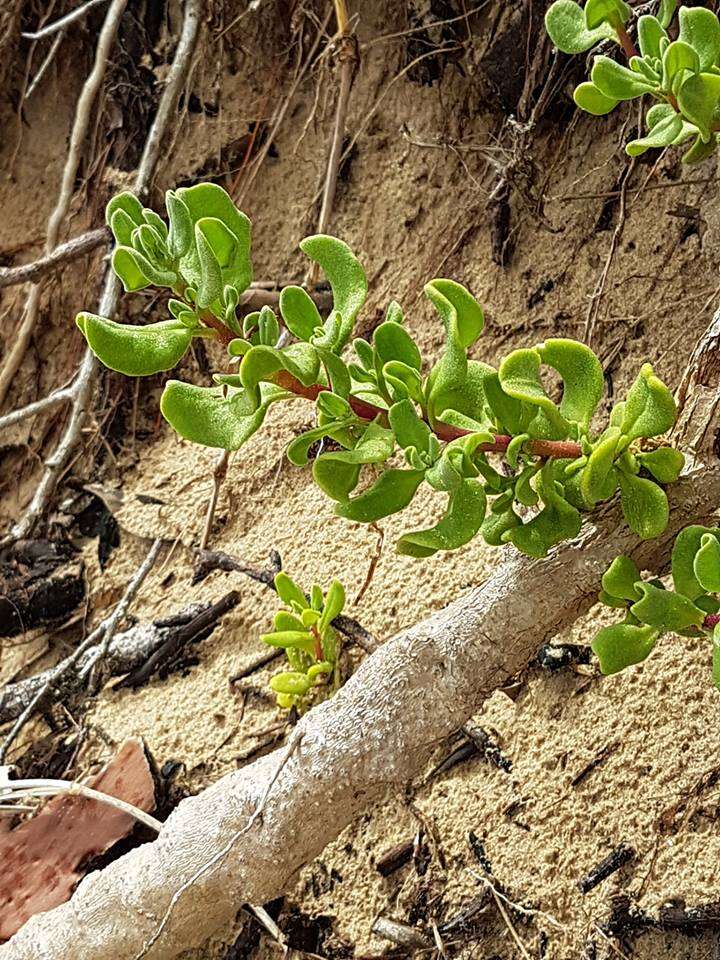 Image of Tetragonia decumbens Mill.